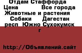 Отдам Стаффорда › Цена ­ 2 000 - Все города Животные и растения » Собаки   . Дагестан респ.,Южно-Сухокумск г.